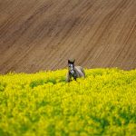 Psycholog: Zadanie, Asysta i Pomoc w Trudnych Momentach